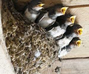 Műfecskefészek fagyapotból