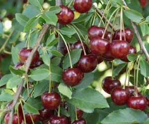 Ne dobd ki a gyümölcsmagot